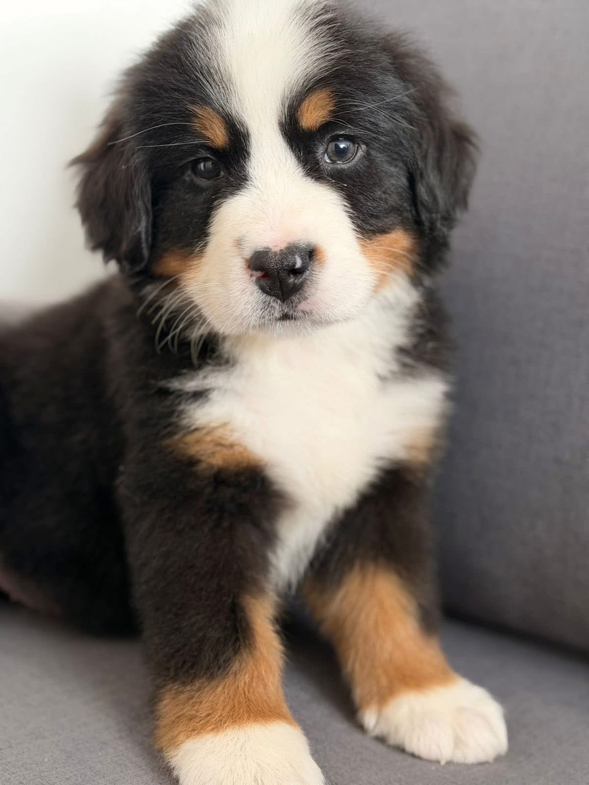 Ivy, cachorra de Bernés de la Montaña